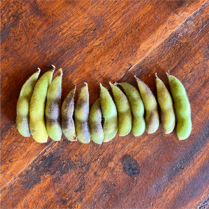 Midori Giant Soybean
