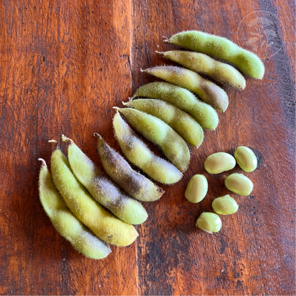 Midori Giant Soybean