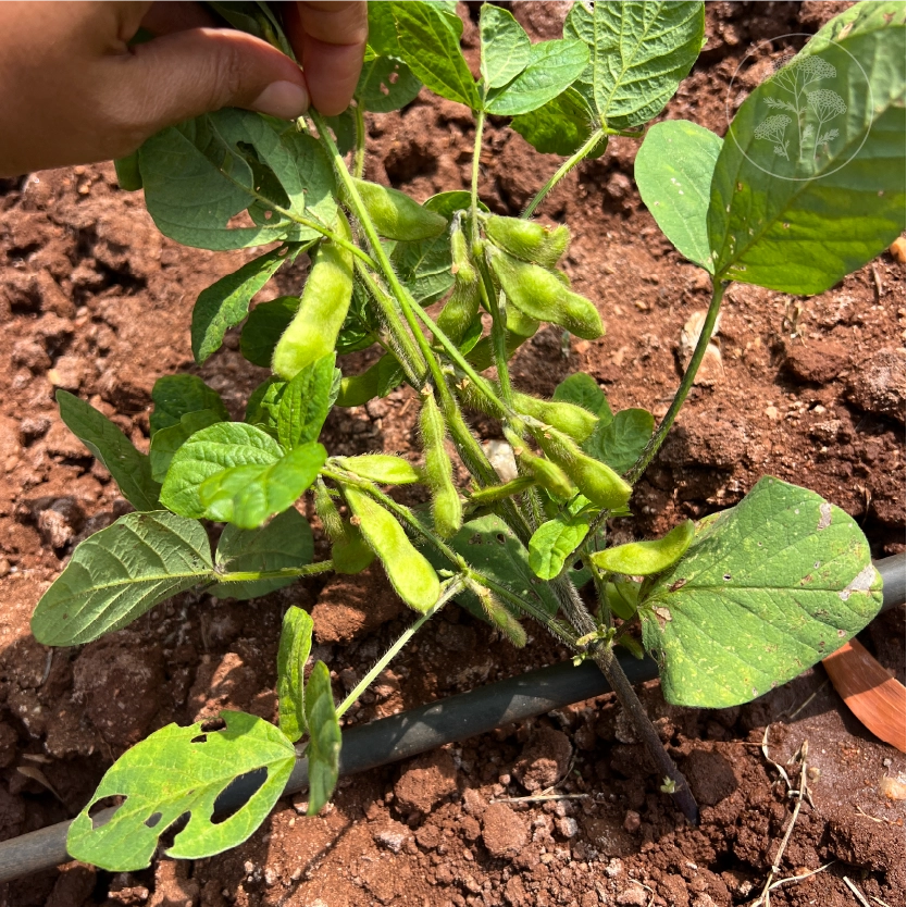 Midori Giant Soybean