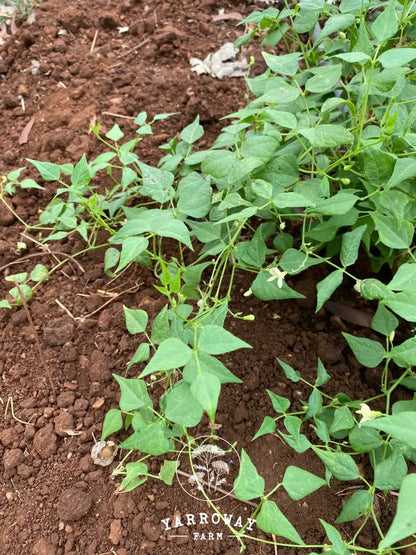 Moctezuma Tepary Semi Runner Bean Organic Seeds