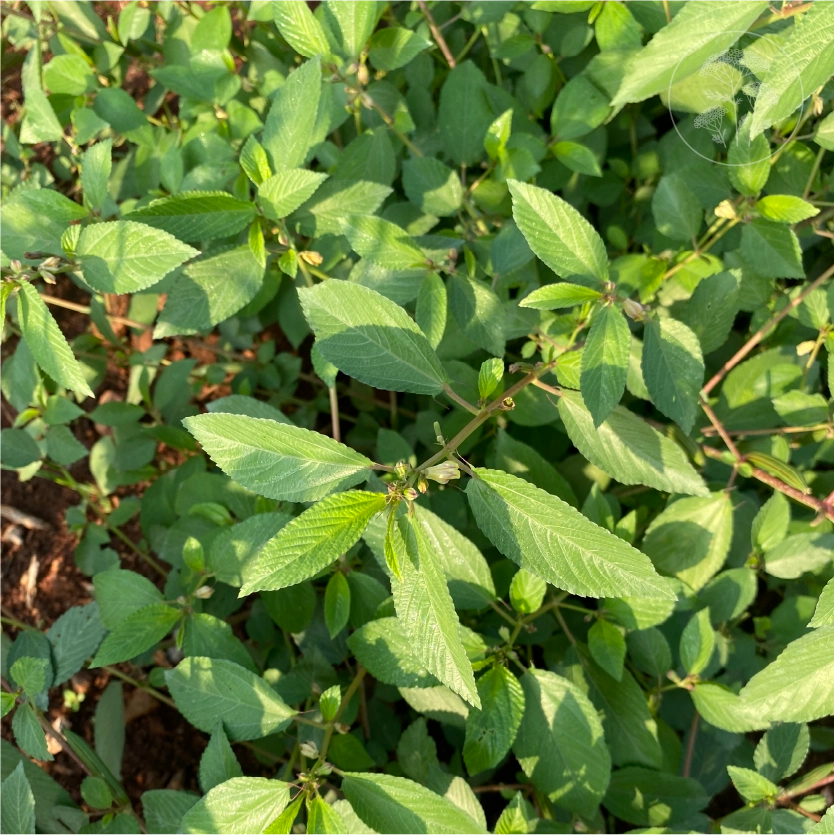 Molokhia Egyptian Spinach