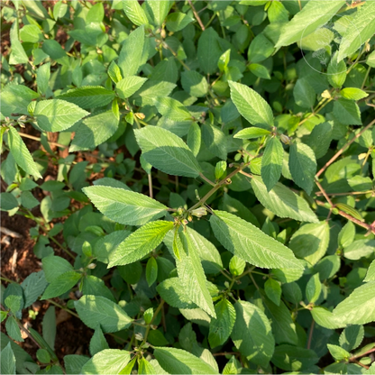 Molokhia Egyptian Spinach