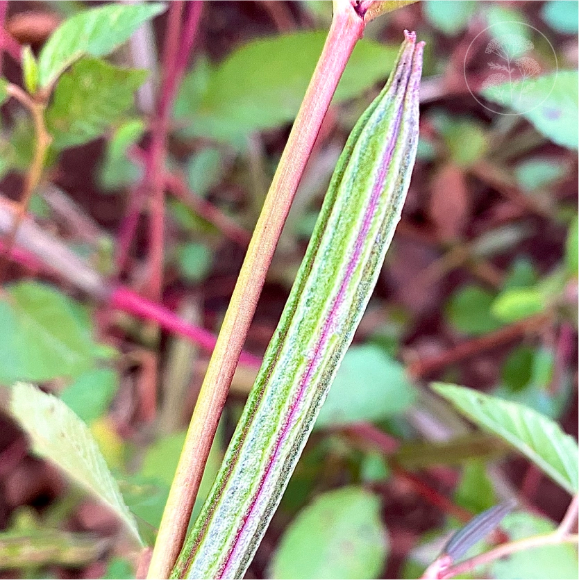 Molokhia Egyptian Spinach