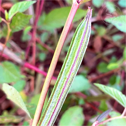 Molokhia Egyptian Spinach