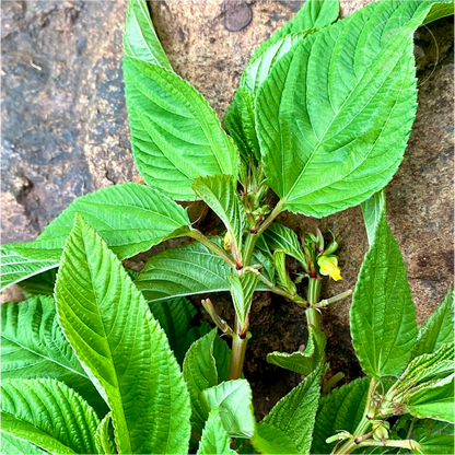 Molokhia Egyptian Spinach