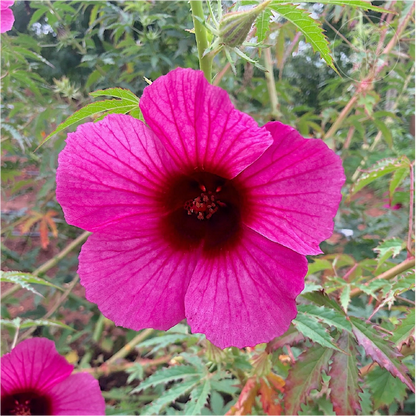 Monarch Rosemallow Ruby Hibiscus