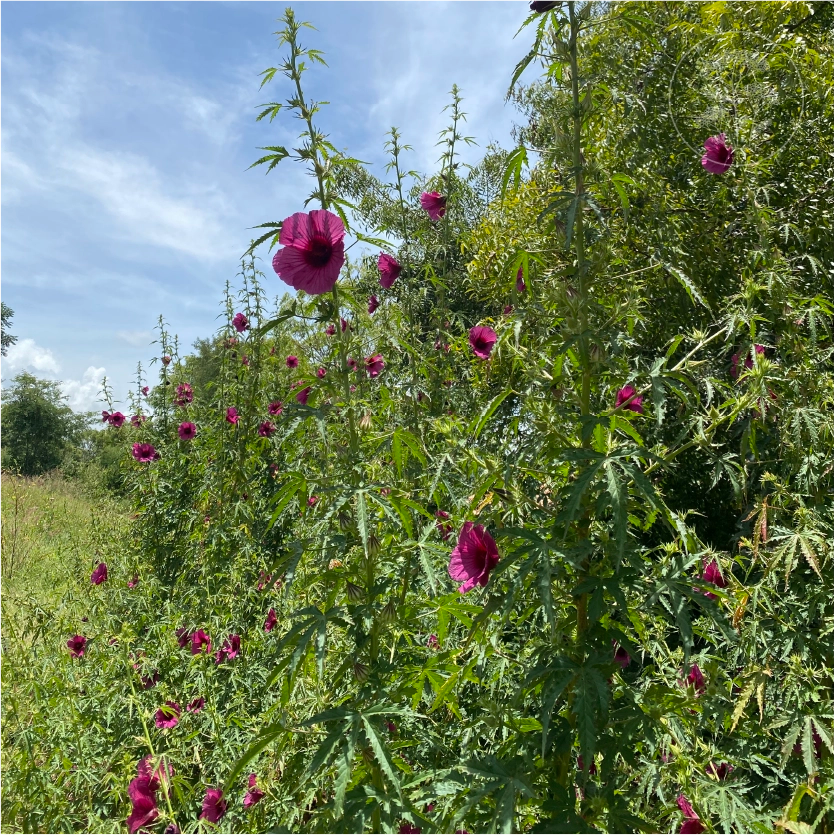 Monarch Rosemallow Ruby Hibiscus