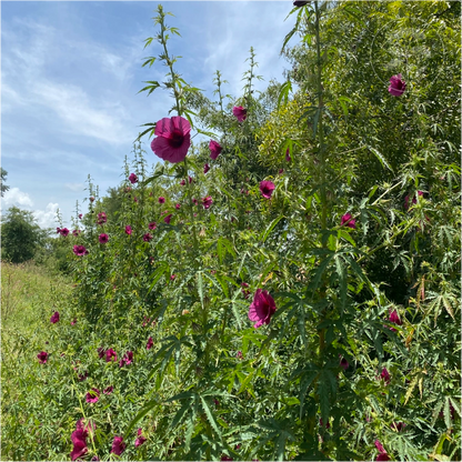 Monarch Rosemallow Ruby Hibiscus