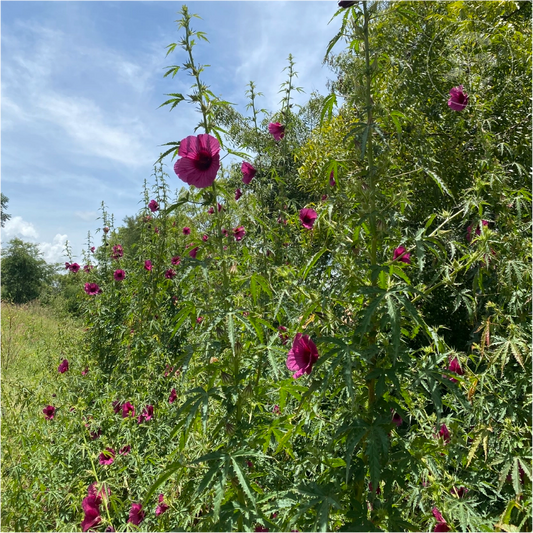 Monarch Rosemallow Ruby Hibiscus