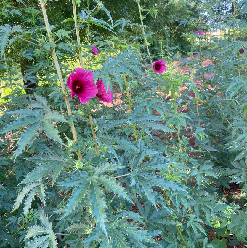 Monarch Rosemallow Ruby Hibiscus