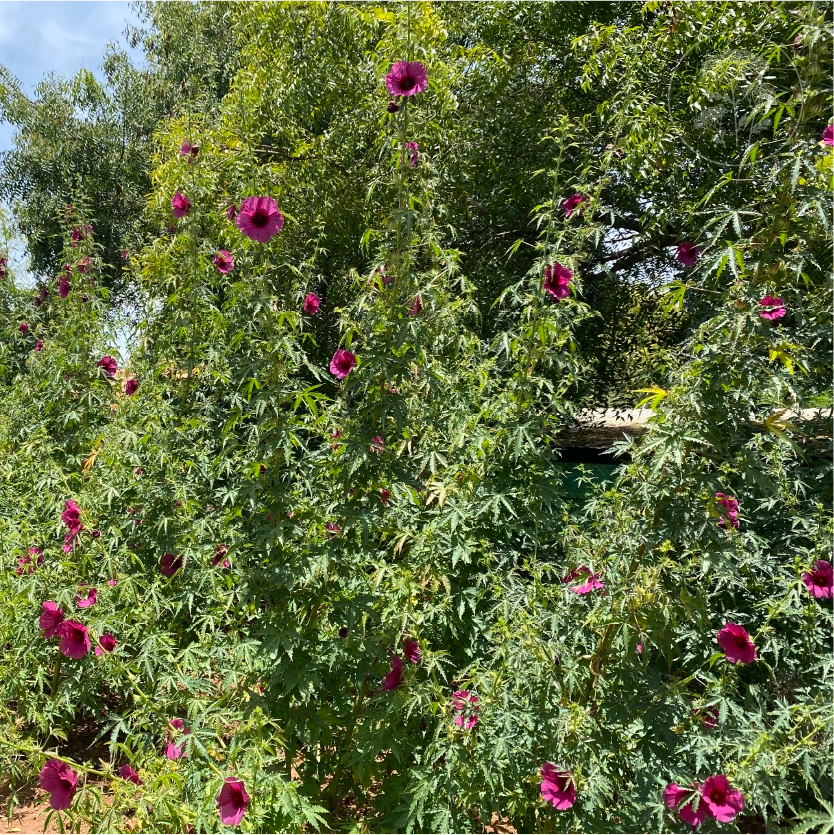Monarch Rosemallow Ruby Hibiscus