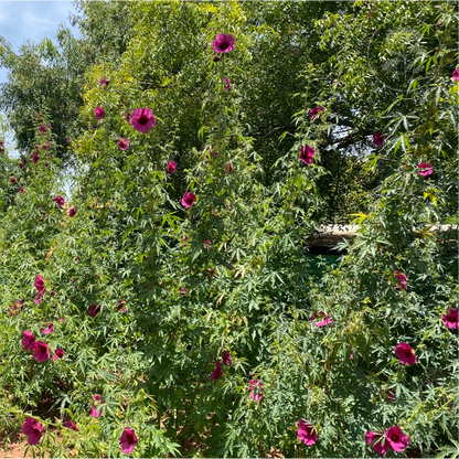 Monarch Rosemallow Ruby Hibiscus