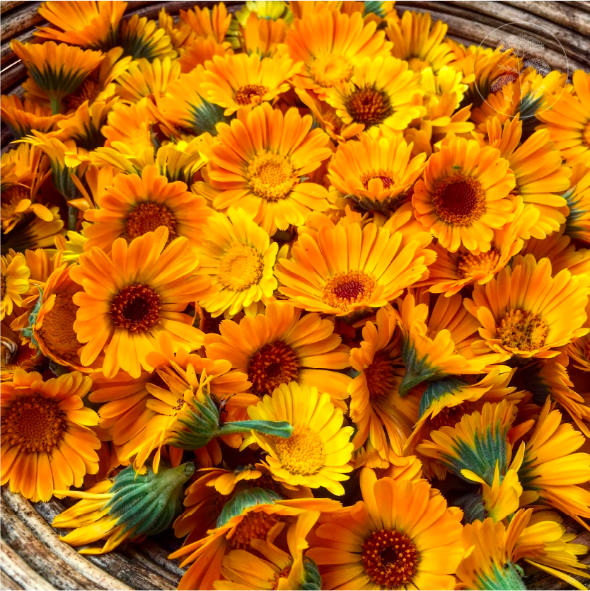 Orange Calendula