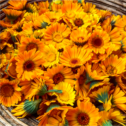 Orange Calendula