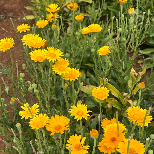 Orange Calendula