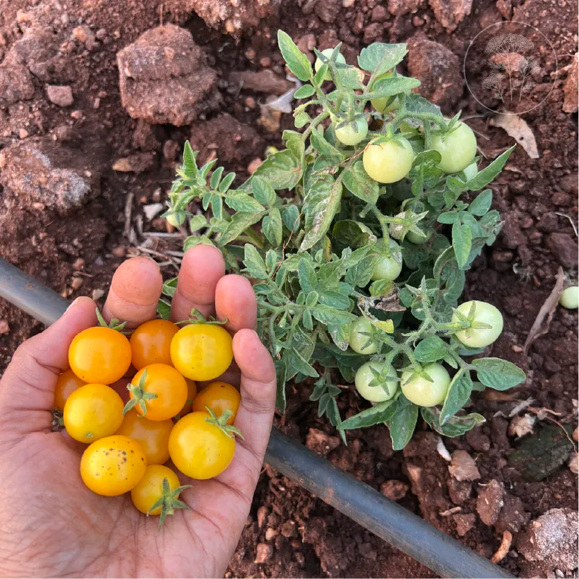 Orange Hat Cherry Tomato