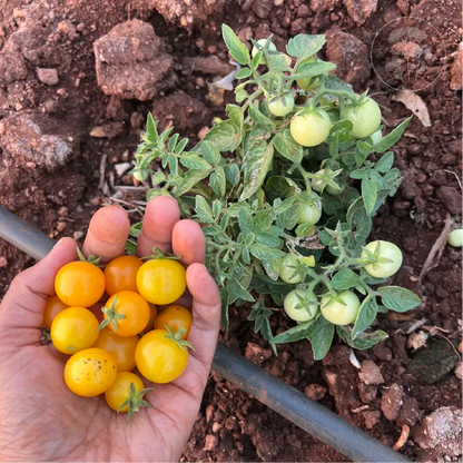 Orange Hat Cherry Tomato