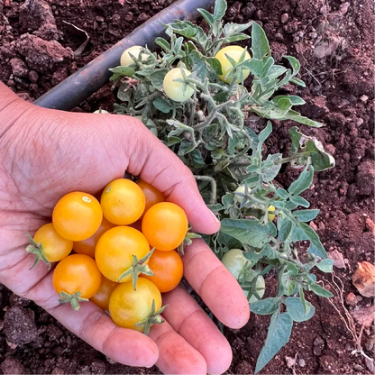 Orange Hat Cherry Tomato