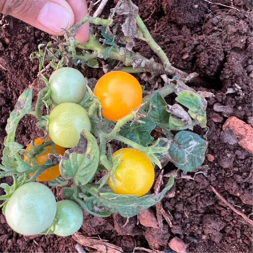 Orange Hat Cherry Tomato