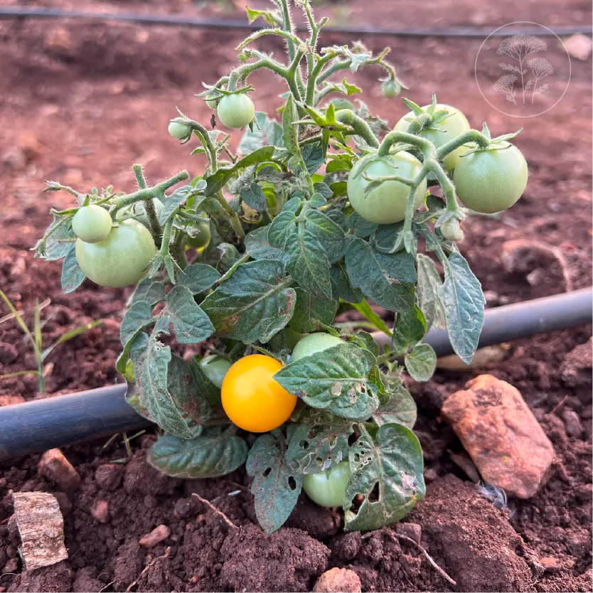 Orange Hat Cherry Tomato