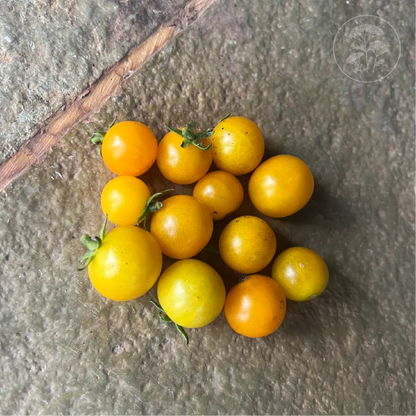 Orange Hat Cherry Tomato