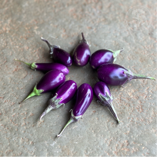 Pennada Eggplant
