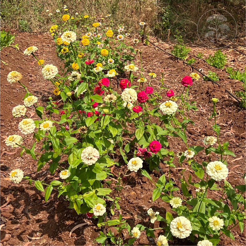 Peppermint Stick Zinnia