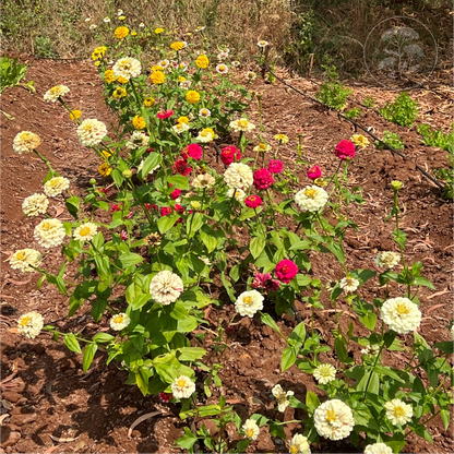 Peppermint Stick Zinnia