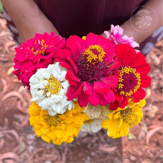 Peppermint Stick Zinnia