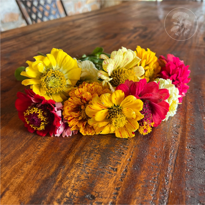 Peppermint Stick Zinnia