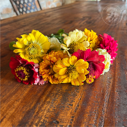 Peppermint Stick Zinnia