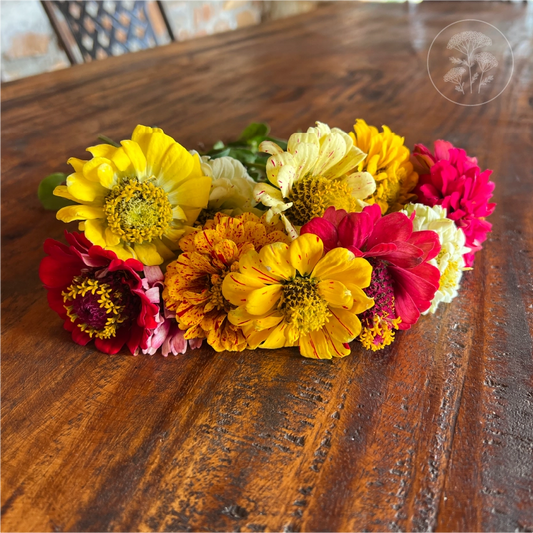 Peppermint Stick Zinnia