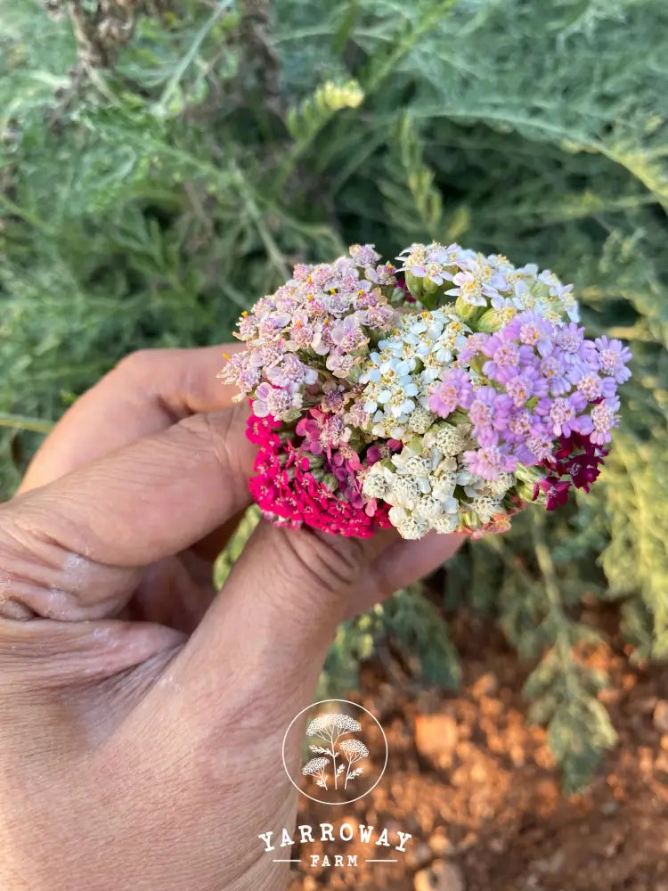 Polish Pastels Mix Yarrow Organic Seeds