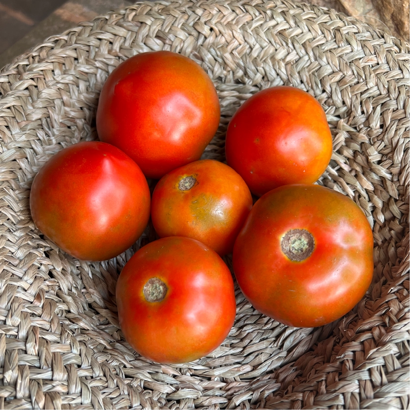 Prolific Tomato