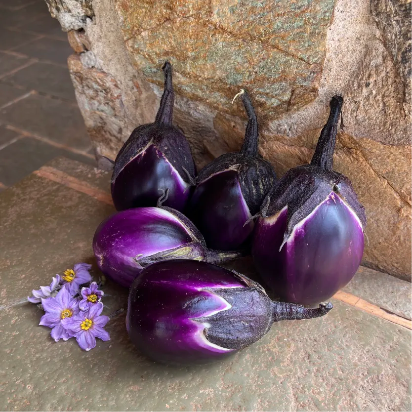 Prosperosa Eggplant