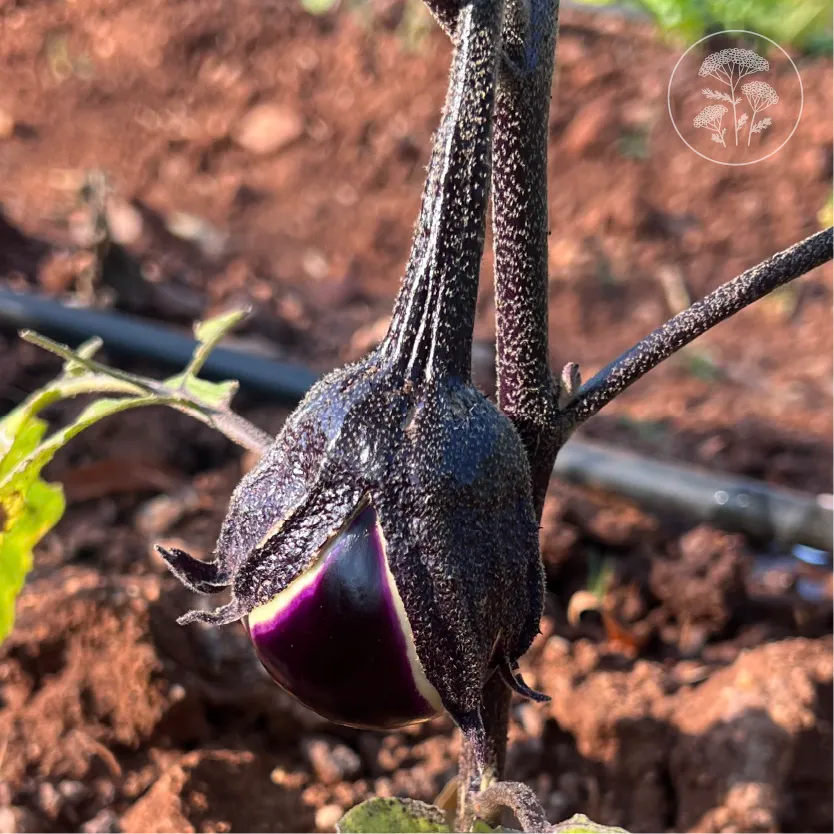 Prosperosa Eggplant