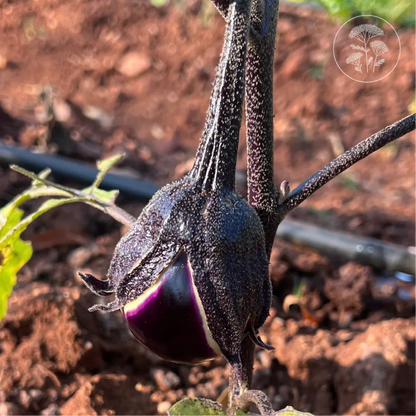 Prosperosa Eggplant