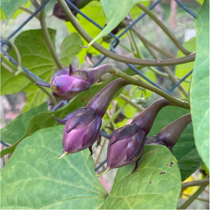 Purple Clove Pole Bean
