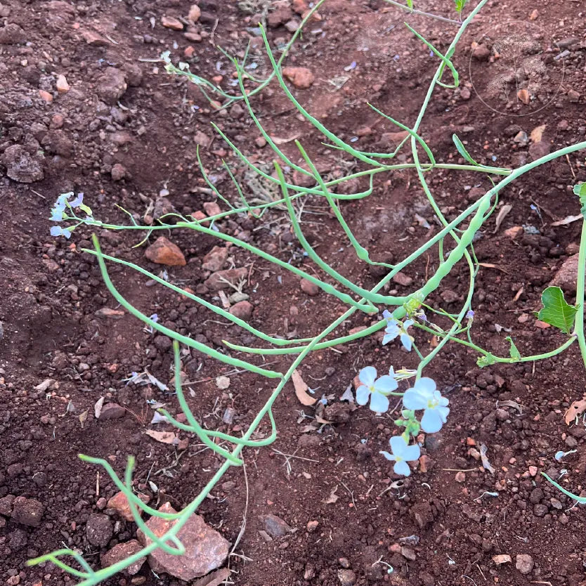 Rattail Radish