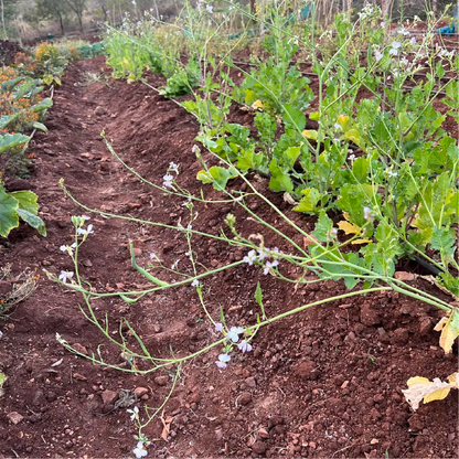 Rattail Radish
