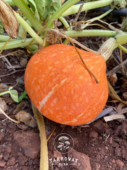 Red Kuri Squash Organic Seeds