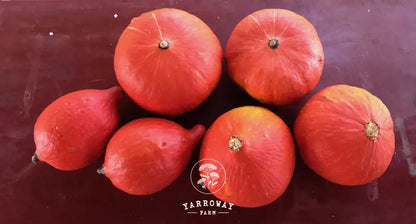 Red Kuri Squash Organic Seeds