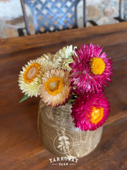 Red White Mix Strawflower Organic Seeds