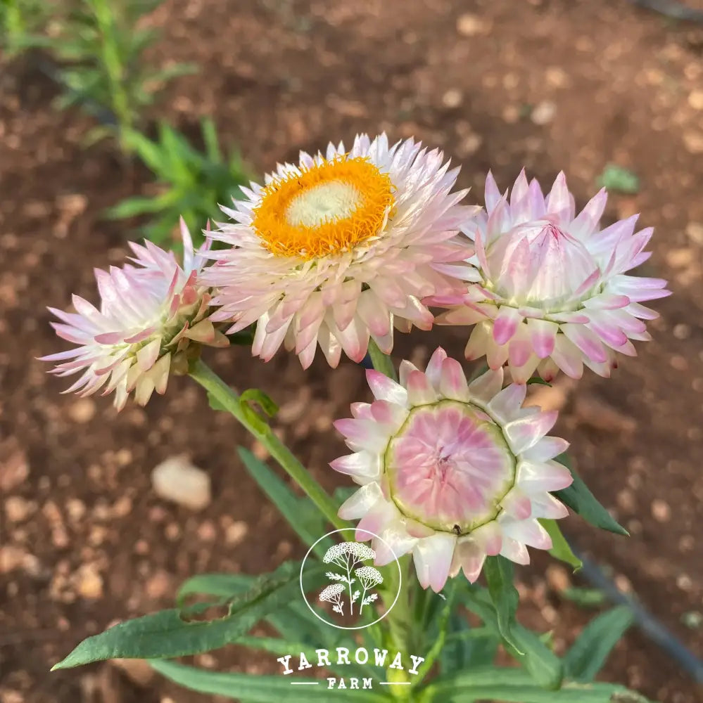 Red White Mix Strawflower Organic Seeds