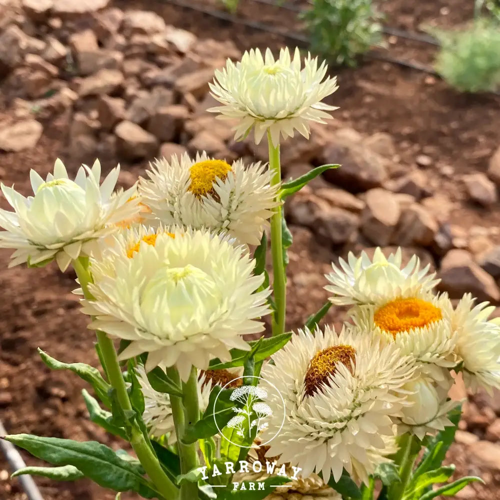 Red White Mix Strawflower Organic Seeds