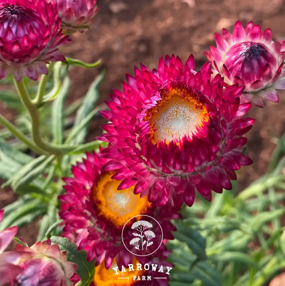 Red White Mix Strawflower Organic Seeds