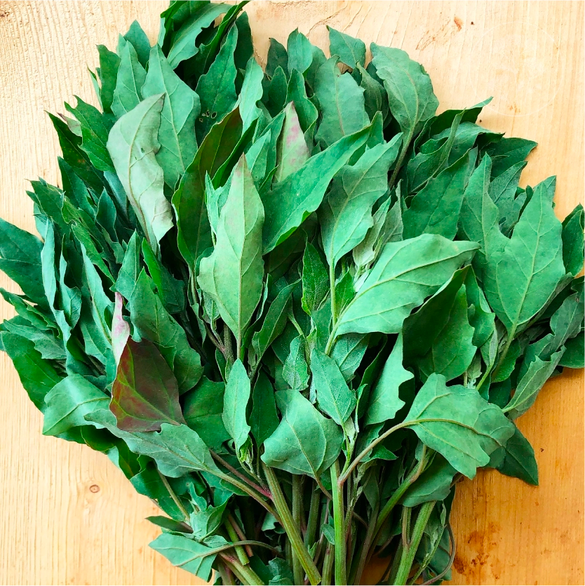 Red Aztec Spinach - Huauzontle