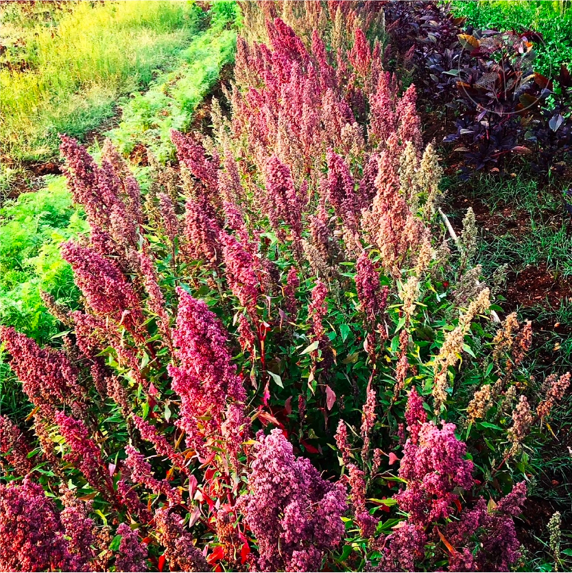 Red Aztec Spinach - Huauzontle