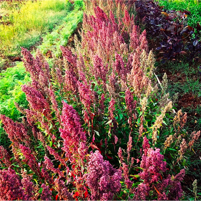 Red Aztec Spinach - Huauzontle