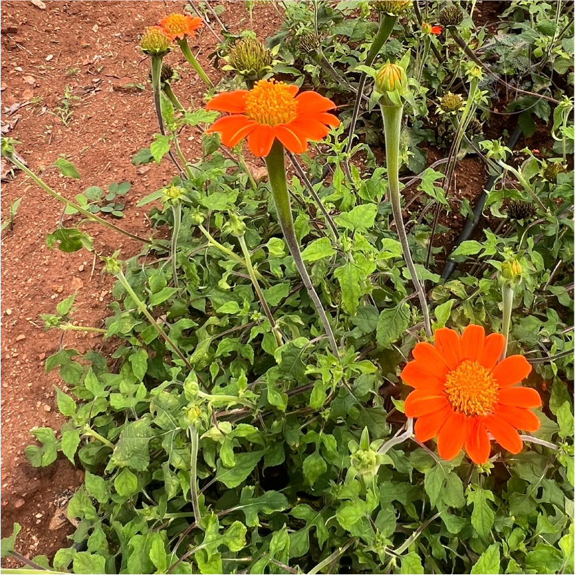 Tithonia Red Torch Mexican Sunflower